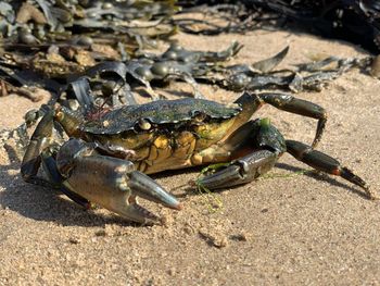 High angle view of crab on land