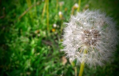Close-up of dandelion