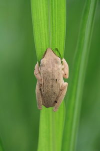 Close-up of a tree frog on leaf