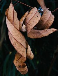 Close-up of dried leaves