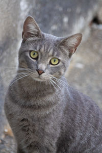 Close-up portrait of tabby cat