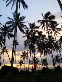 Silhouette of palm trees at sunset