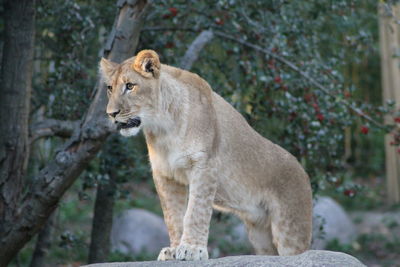 View of a young lion looking away