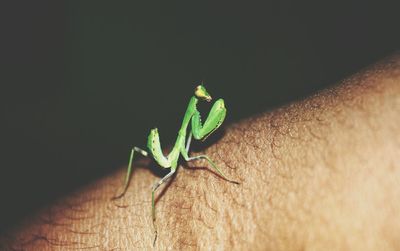 Close-up of insect on skin