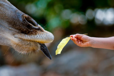 Cropped hand with leaf reaching towards giraffe