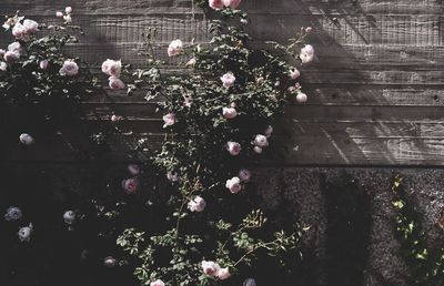 High angle view of pink flowering plants