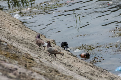 Flock of birds on beach