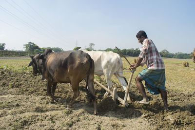Farmer plaughing farm land with bullocks in traditional way