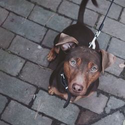 High angle portrait of dog 