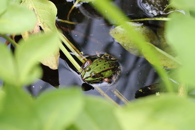 Close-up of spider on plant