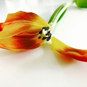 Close-up of butterfly pollinating flower