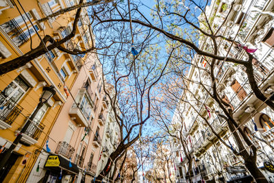 Low angle view of bare tree and buildings against sky