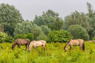 Horses in a field