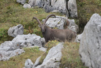 View of sheep on rock