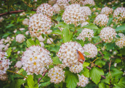 Close-up of flowering plants