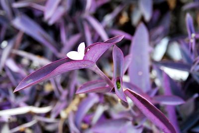 Close-up of purple crocus blooming outdoors