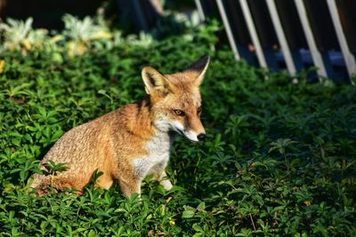 Portrait of cat standing on grass
