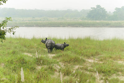 Horse in a lake