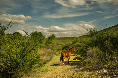 Horses grazing on landscape against sky