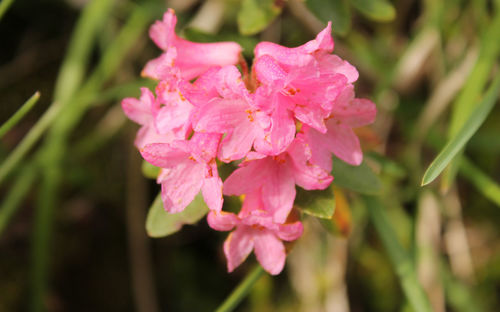 Close-up of pink flower