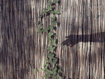 Full frame shot of bamboo trees in forest