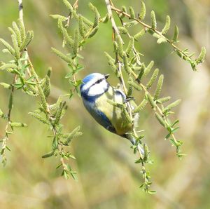 Close-up of bird perching on plant