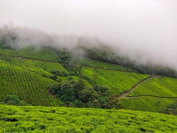 Scenic view of agricultural field during foggy weather