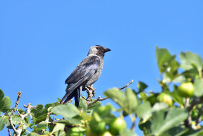 bird