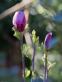 Close-up of purple flowering plant