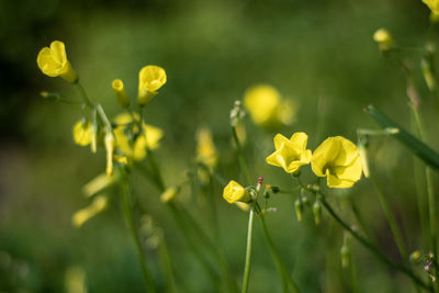 Close-up of yellow flowering plant