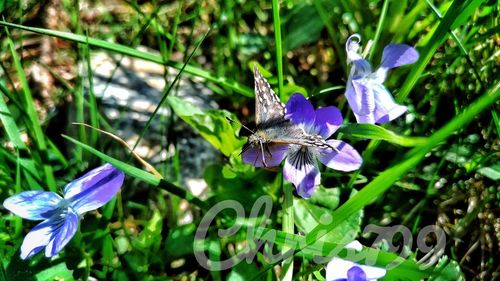 Close-up of butterfly pollinating on purple flower