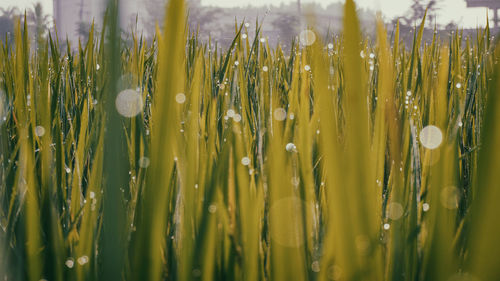 Close-up of plants on field