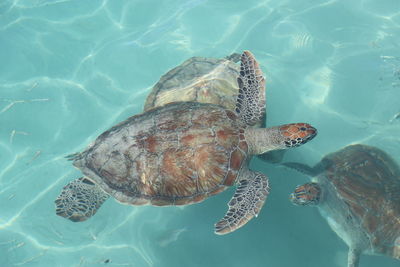 Turtle swimming in sea