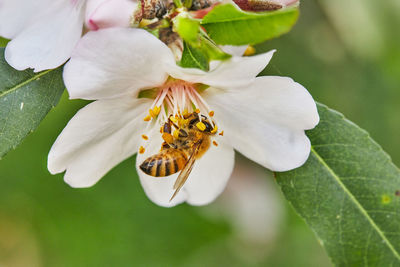 Bee collects nectar and pollinates flowering trees early spring