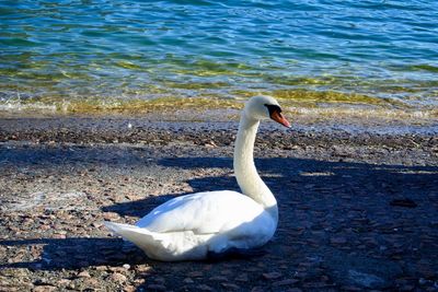 Close-up of swan on lake