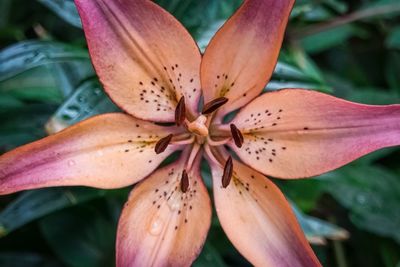 Close-up of red lily blooming in garden