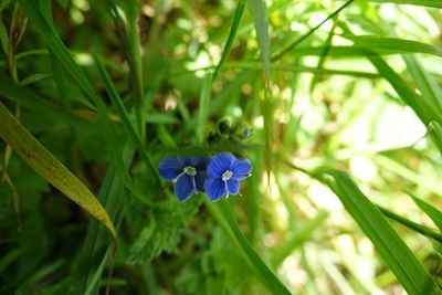Close-up of purple flowers