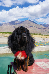 Dog in swimming pool against mountains