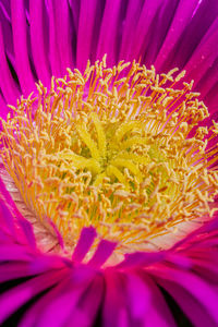 Extreme close-up of pink flower