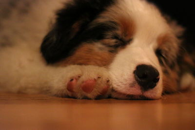 Close-up of dog sleeping