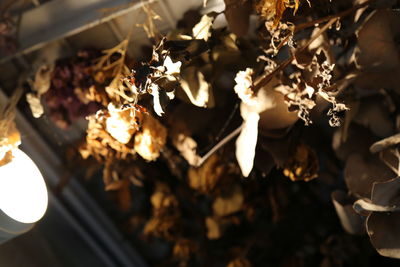 Close-up of white flowering plants