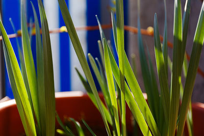 Close-up of green grass