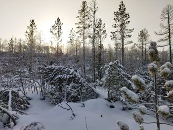 Trees on snow covered field against sky