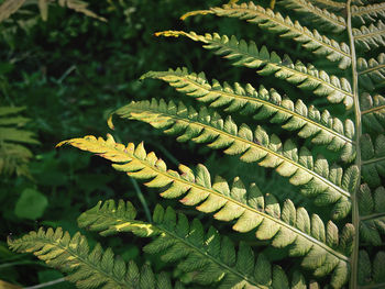 Close-up of fern leaves