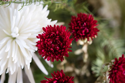 Close-up of red roses