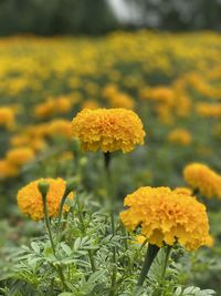 Close-up of yellow marigold flower