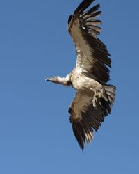 Low angle view of eagle flying against clear blue sky