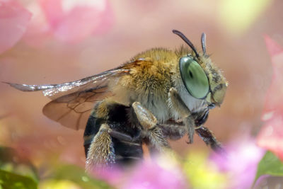 Honey bee with colorful natural background