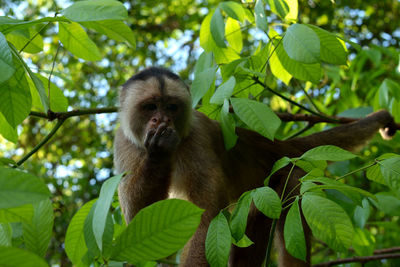 White fronted capuchin in the jungle on the banks of the rio ariau, amazon, brazil.