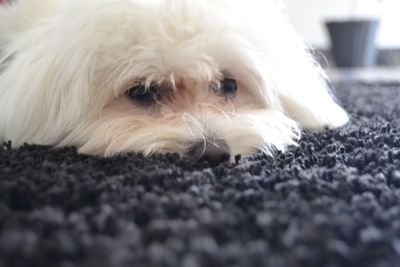 Close-up of a dog resting